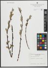 Foto von Salix scouleriana Barratt ex Hook.